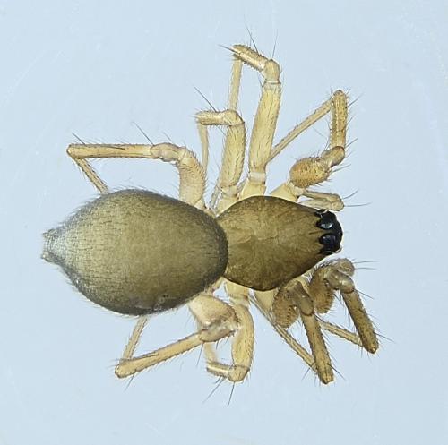 Agyneta mollis